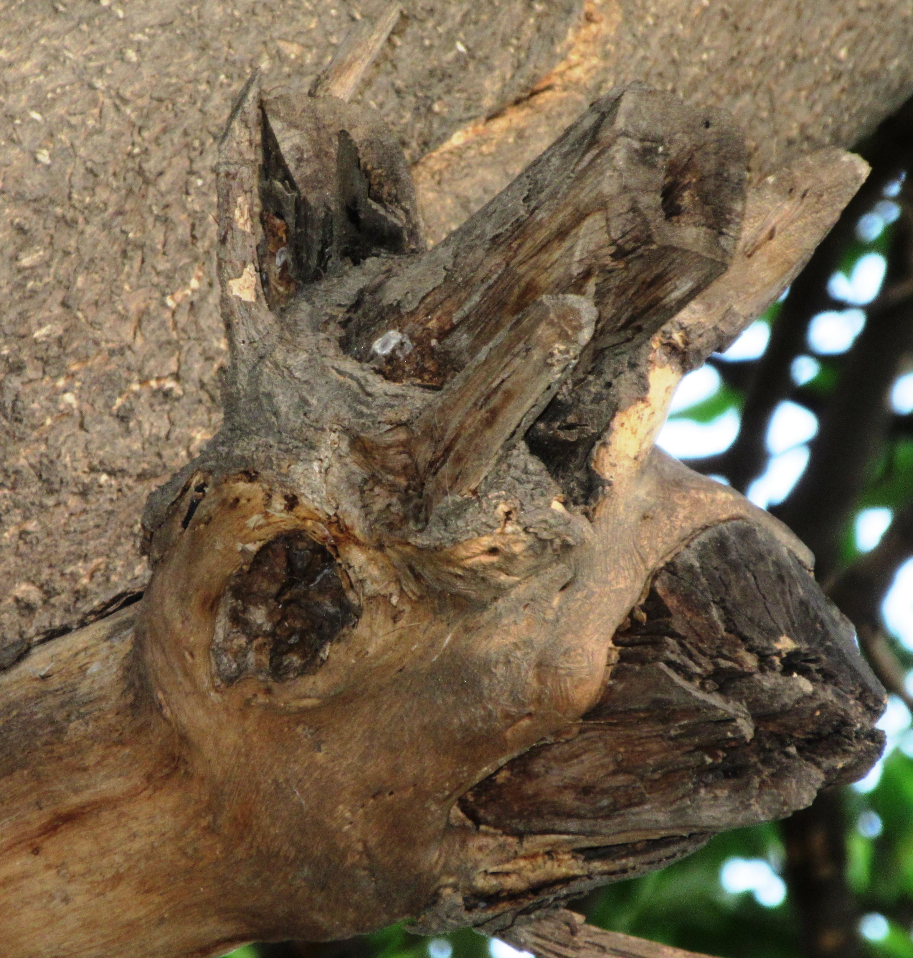 The strange face in the wood